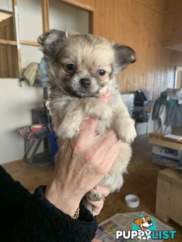 Beautifull pure bred Chihuahua pups