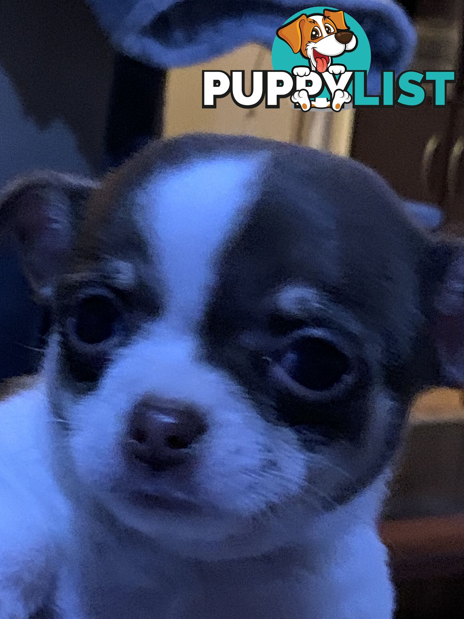 Beautifull pure bred Chihuahua pups