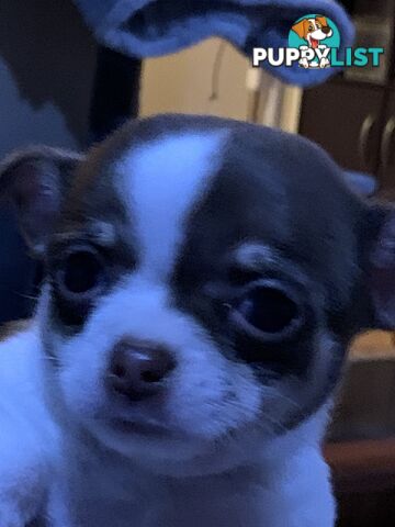 Beautifull pure bred Chihuahua pups