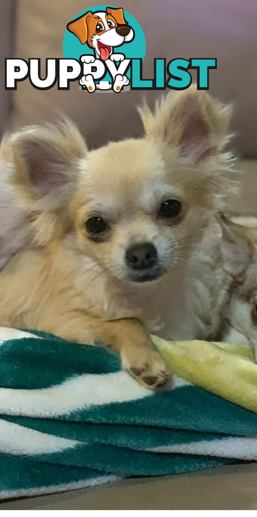 Beautifull pure bred Chihuahua pups