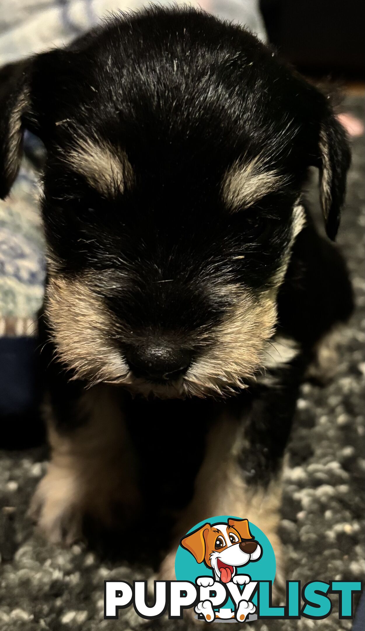 Miniature Schnauzer