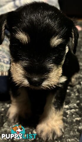 Miniature Schnauzer
