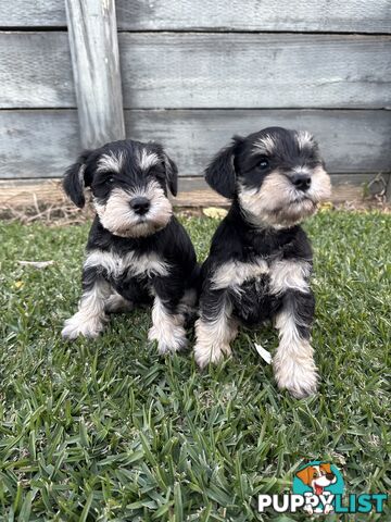 Miniature Schnauzer