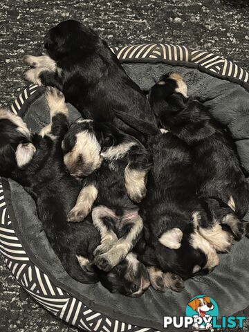 Miniature Schnauzer