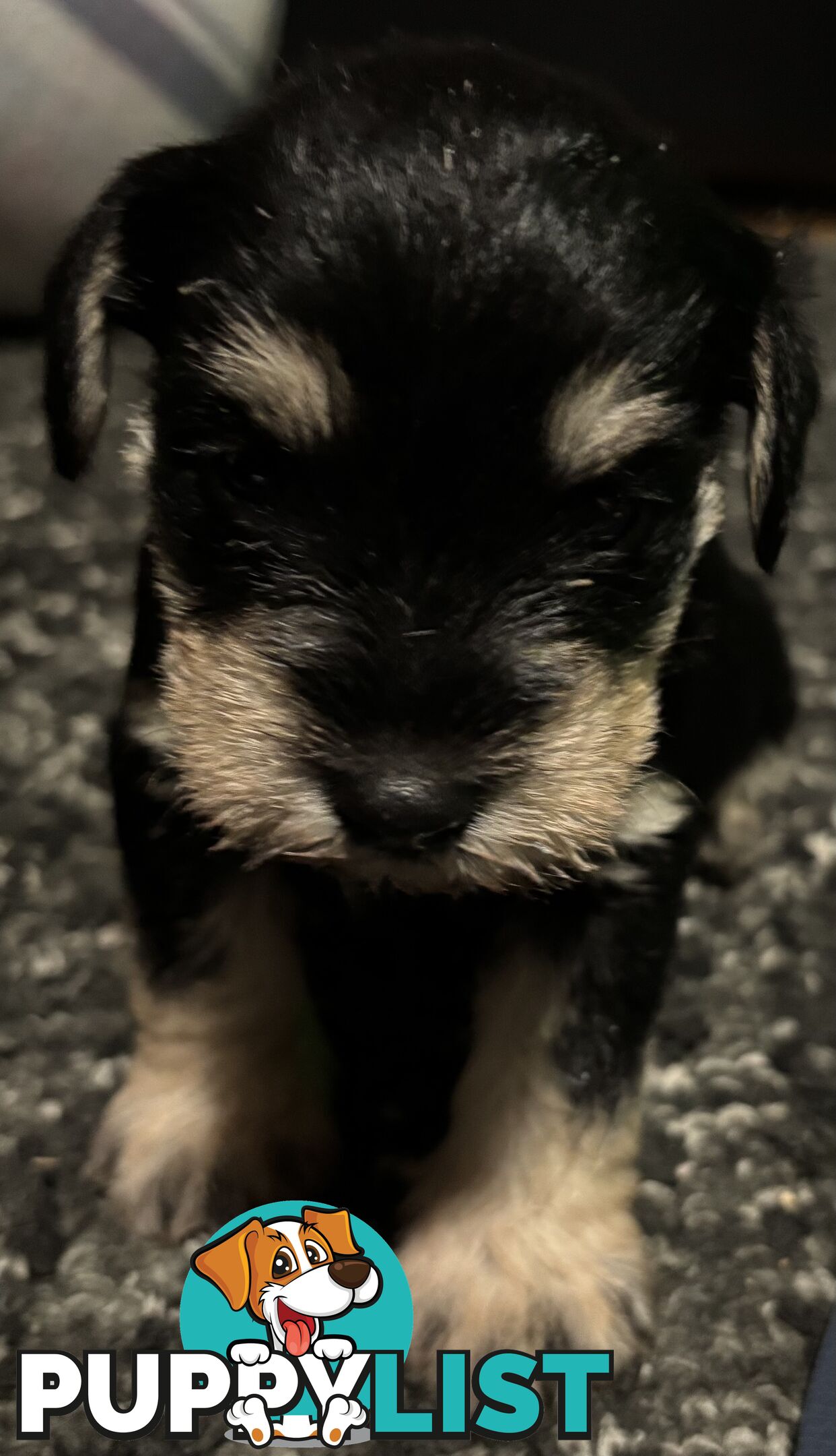 Miniature Schnauzer