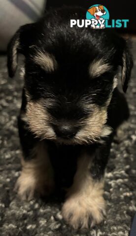 Miniature Schnauzer