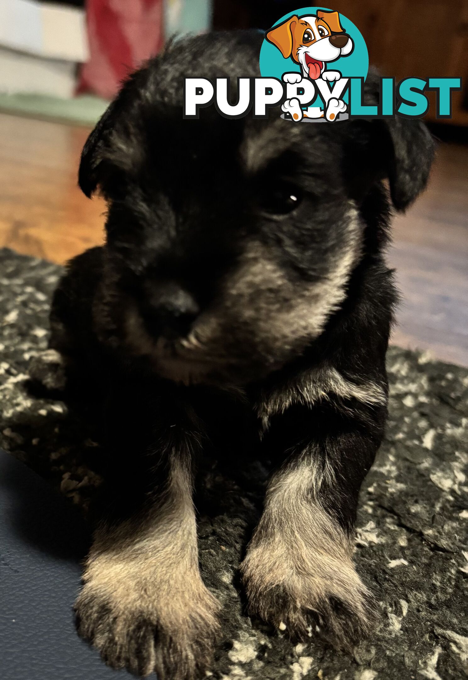 Miniature Schnauzer