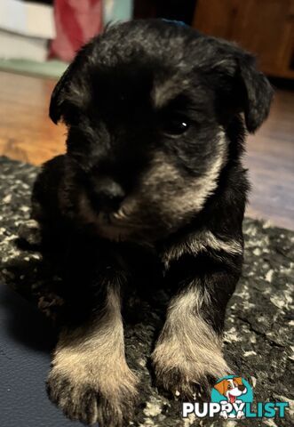 Miniature Schnauzer