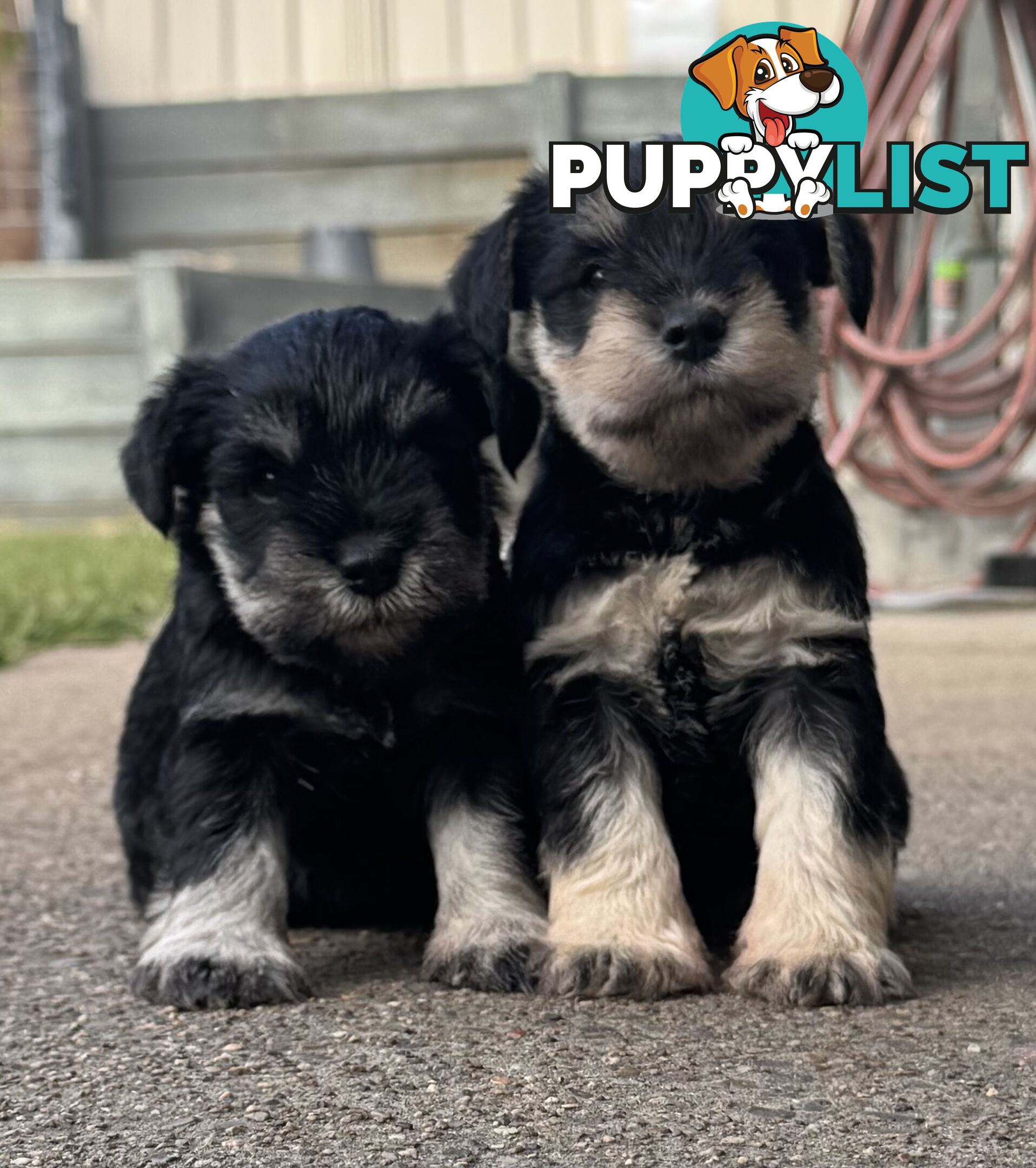 Miniature Schnauzer