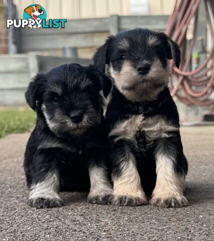 Miniature Schnauzer