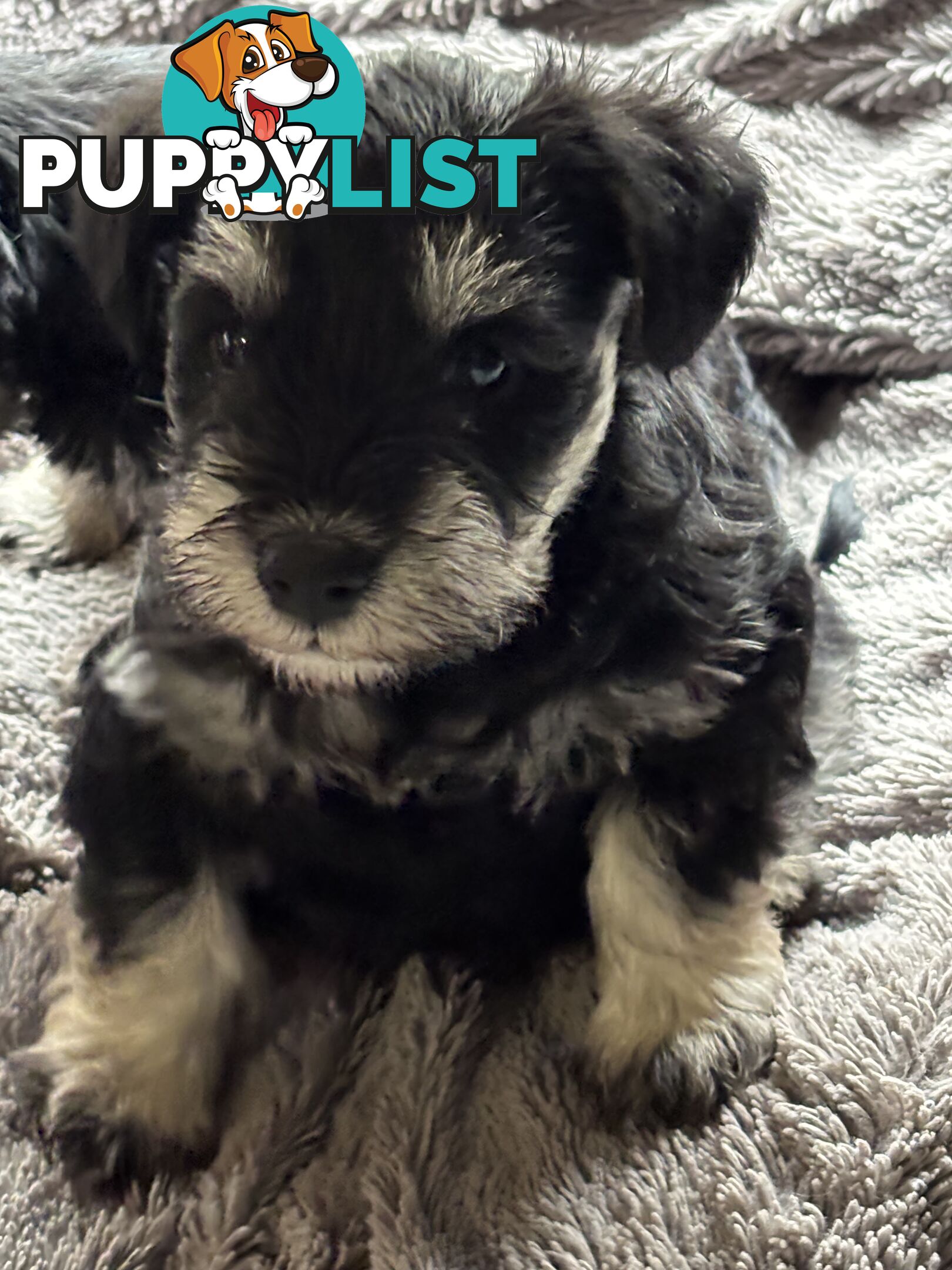 Miniature Schnauzer
