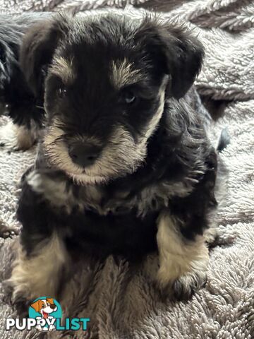 Miniature Schnauzer