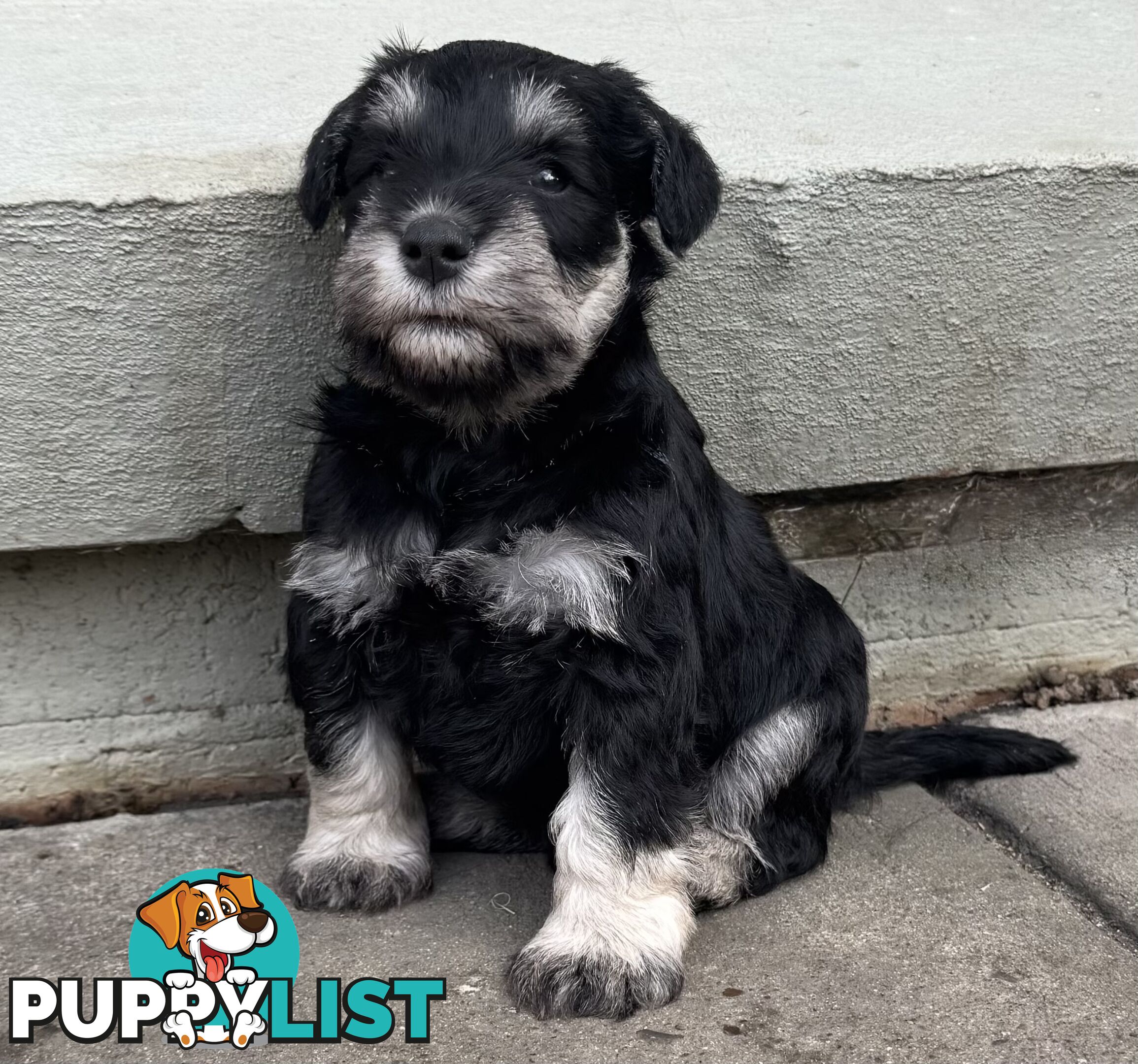Miniature Schnauzer