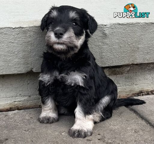 Miniature Schnauzer