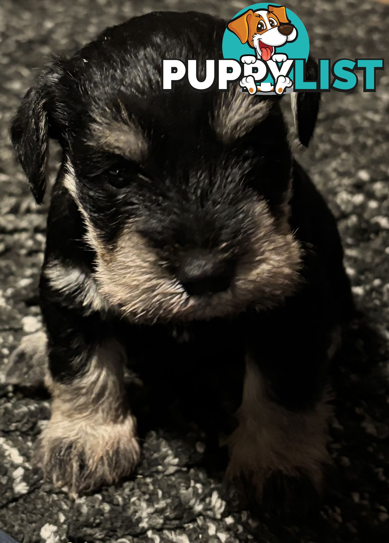 Miniature Schnauzer