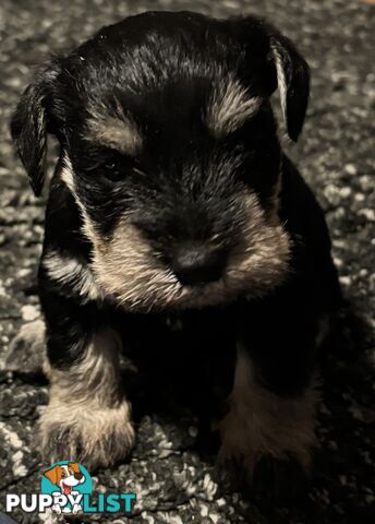 Miniature Schnauzer