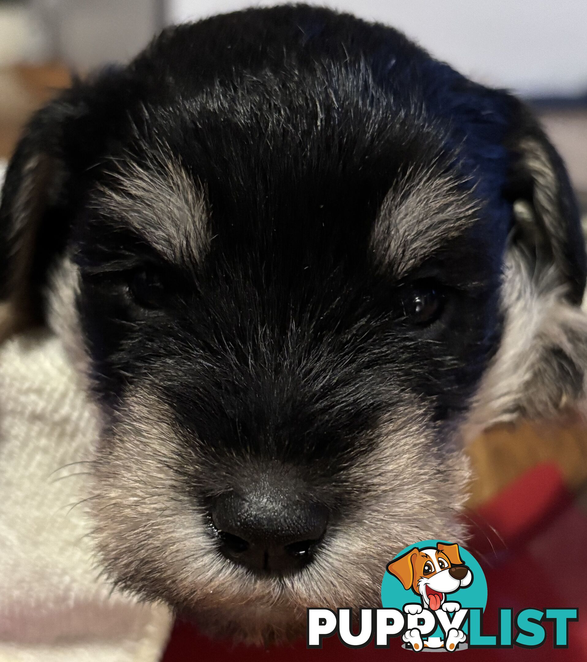 Miniature Schnauzer