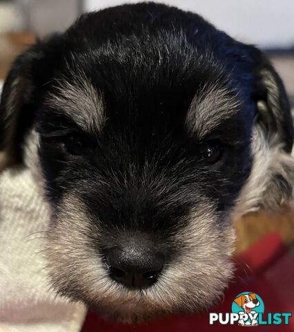 Miniature Schnauzer