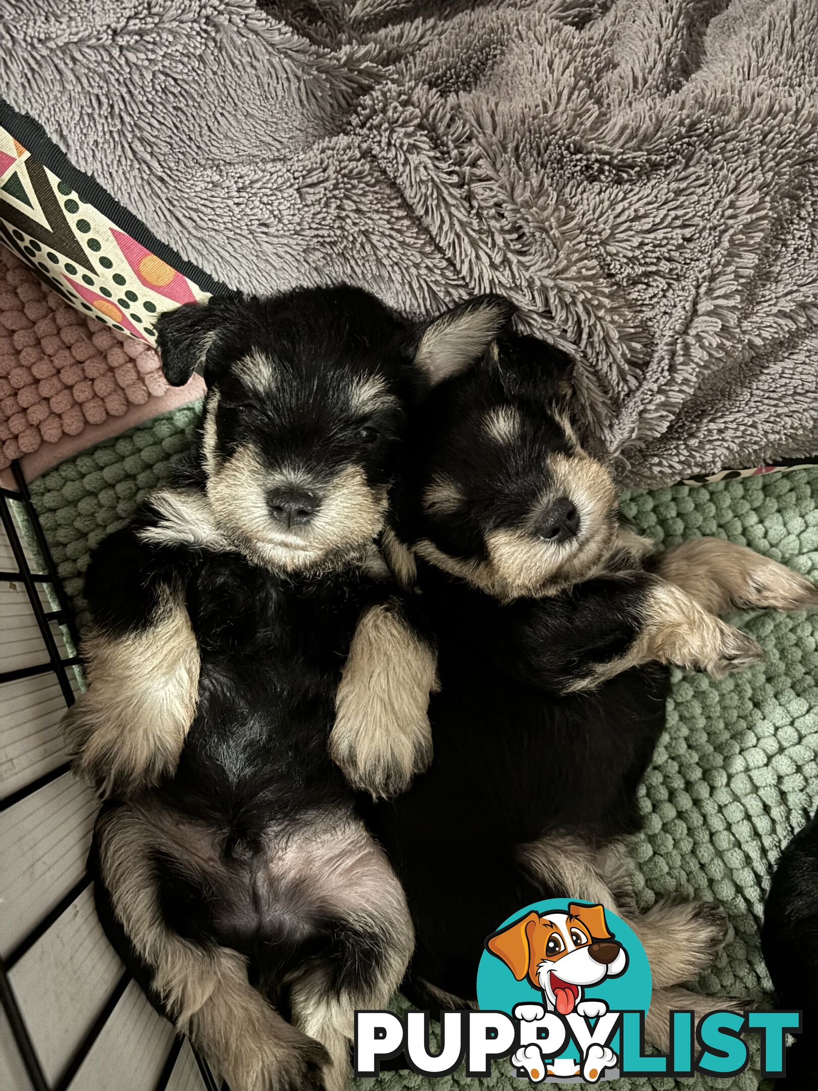 Miniature Schnauzer