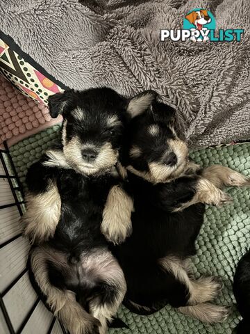 Miniature Schnauzer