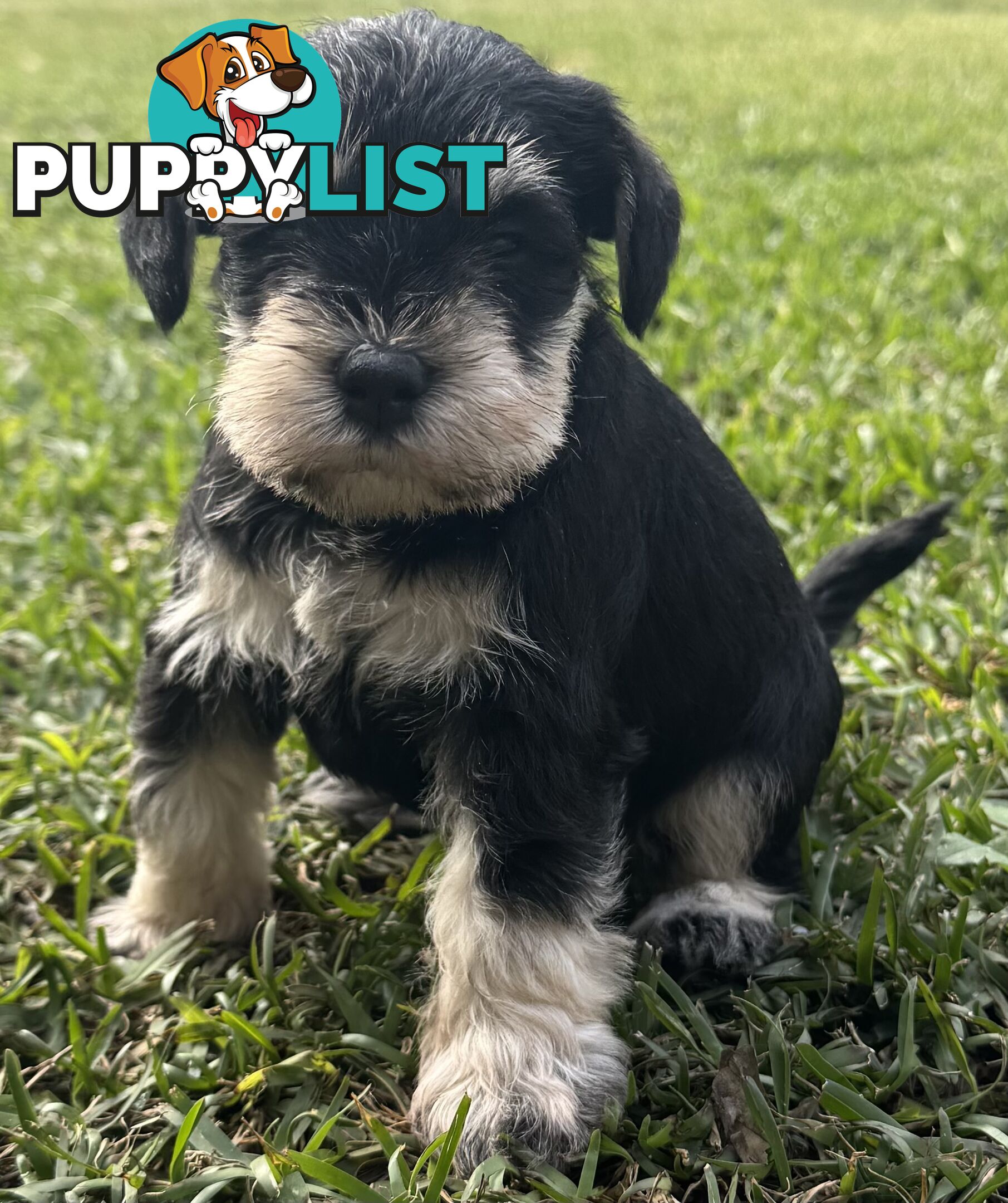 Miniature Schnauzer