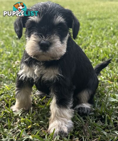 Miniature Schnauzer