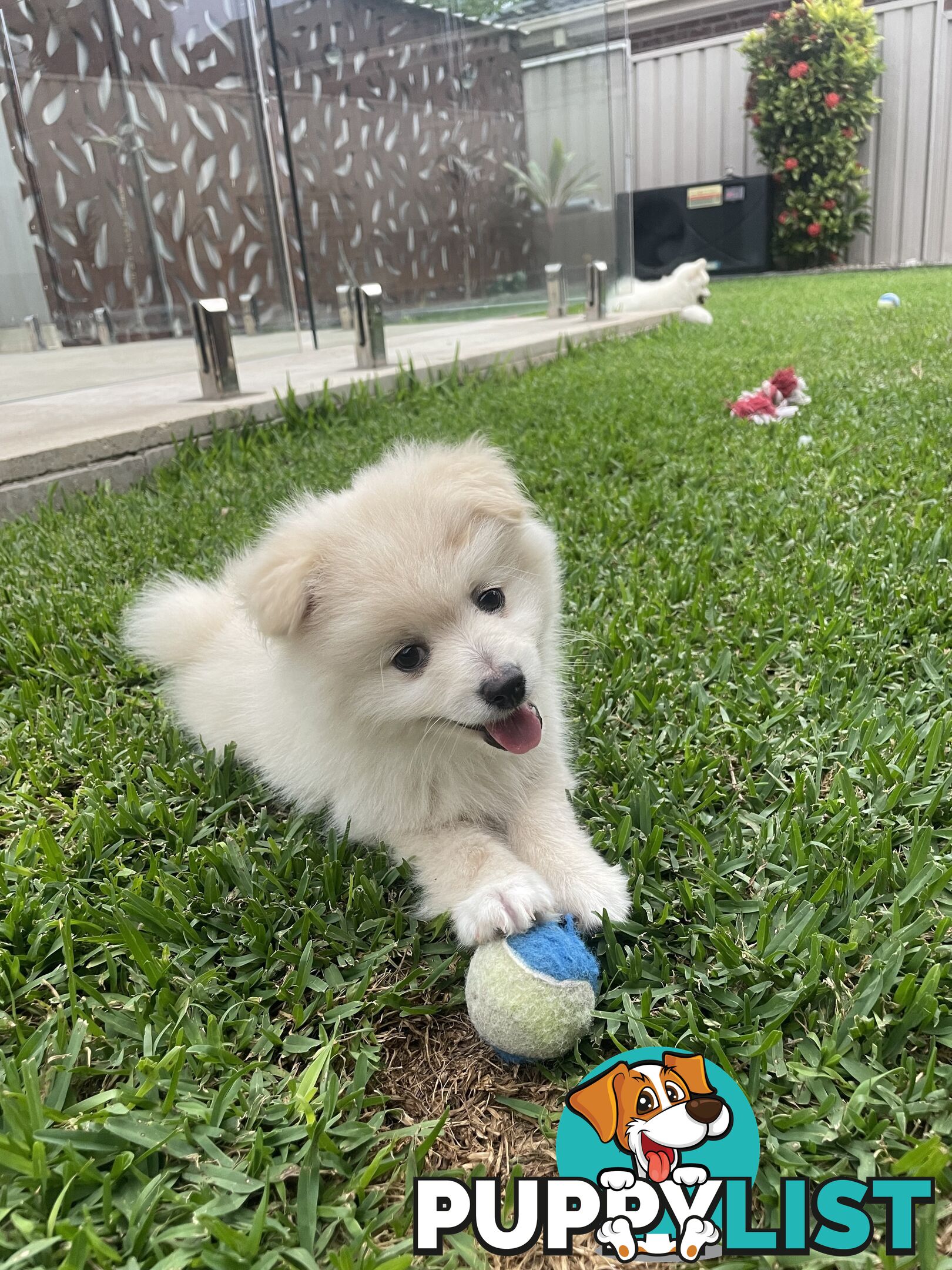 Pomeranian Puppies