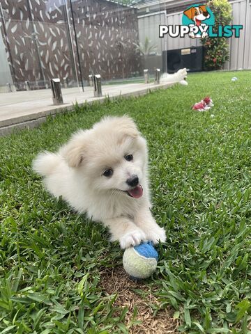 Pomeranian Puppies