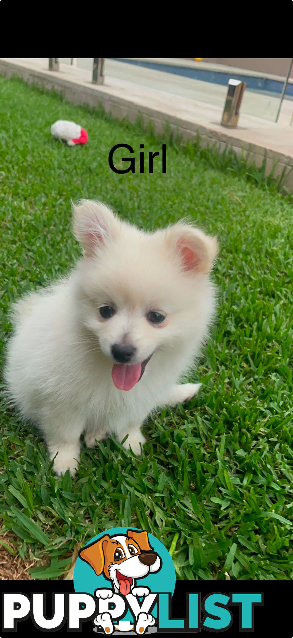 Pomeranian Puppies