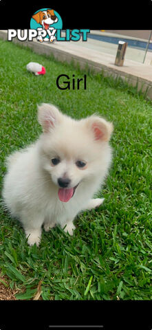 Pomeranian Puppies