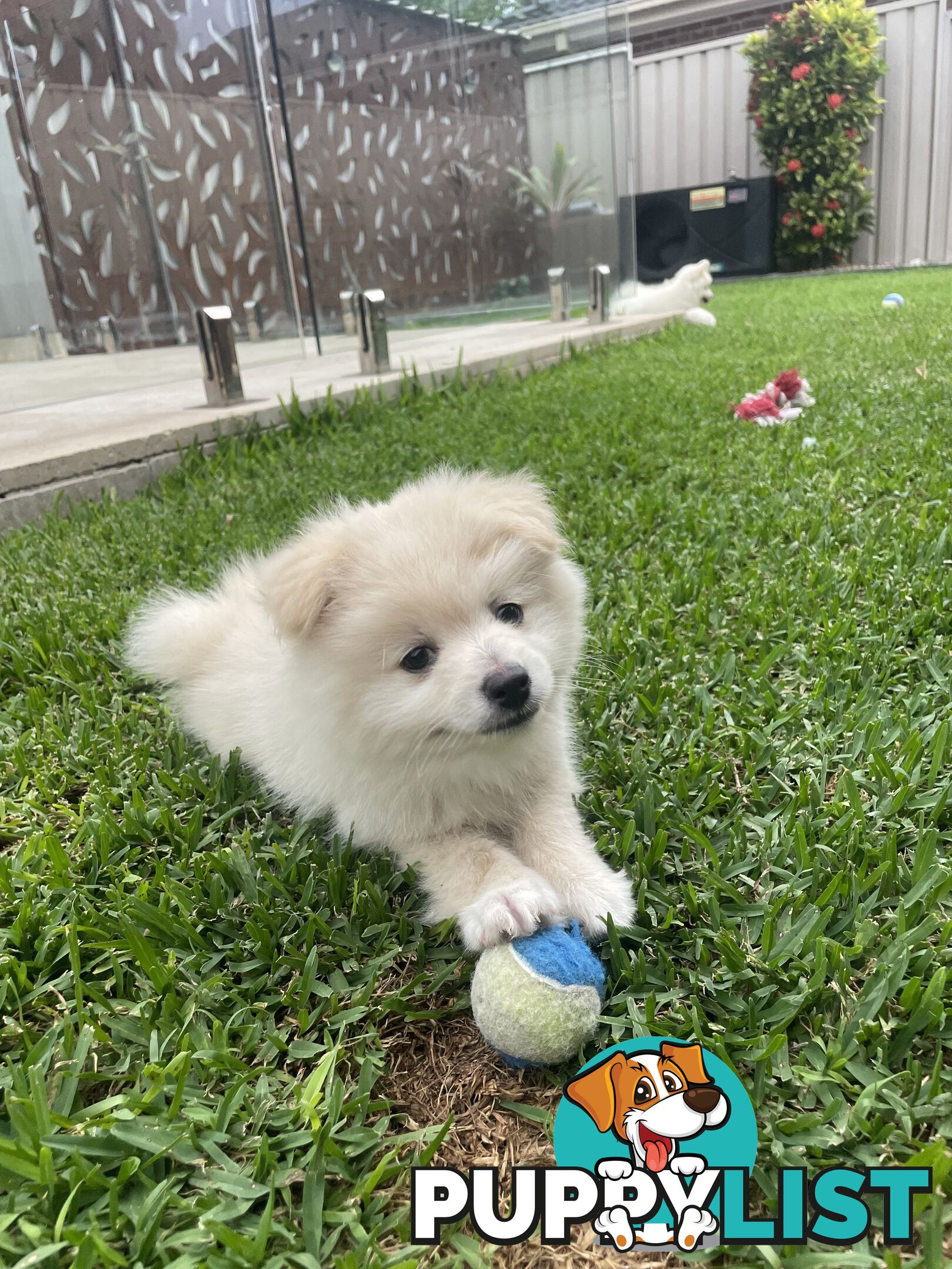 Pomeranian Puppies