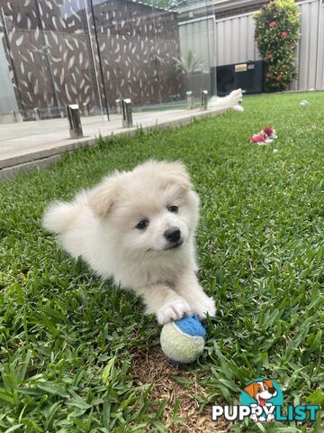 Pomeranian Puppies