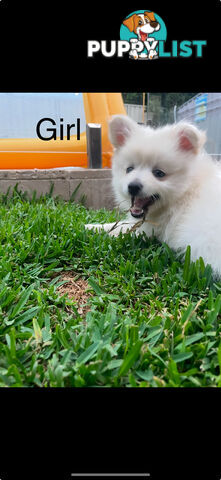 Pomeranian Puppies