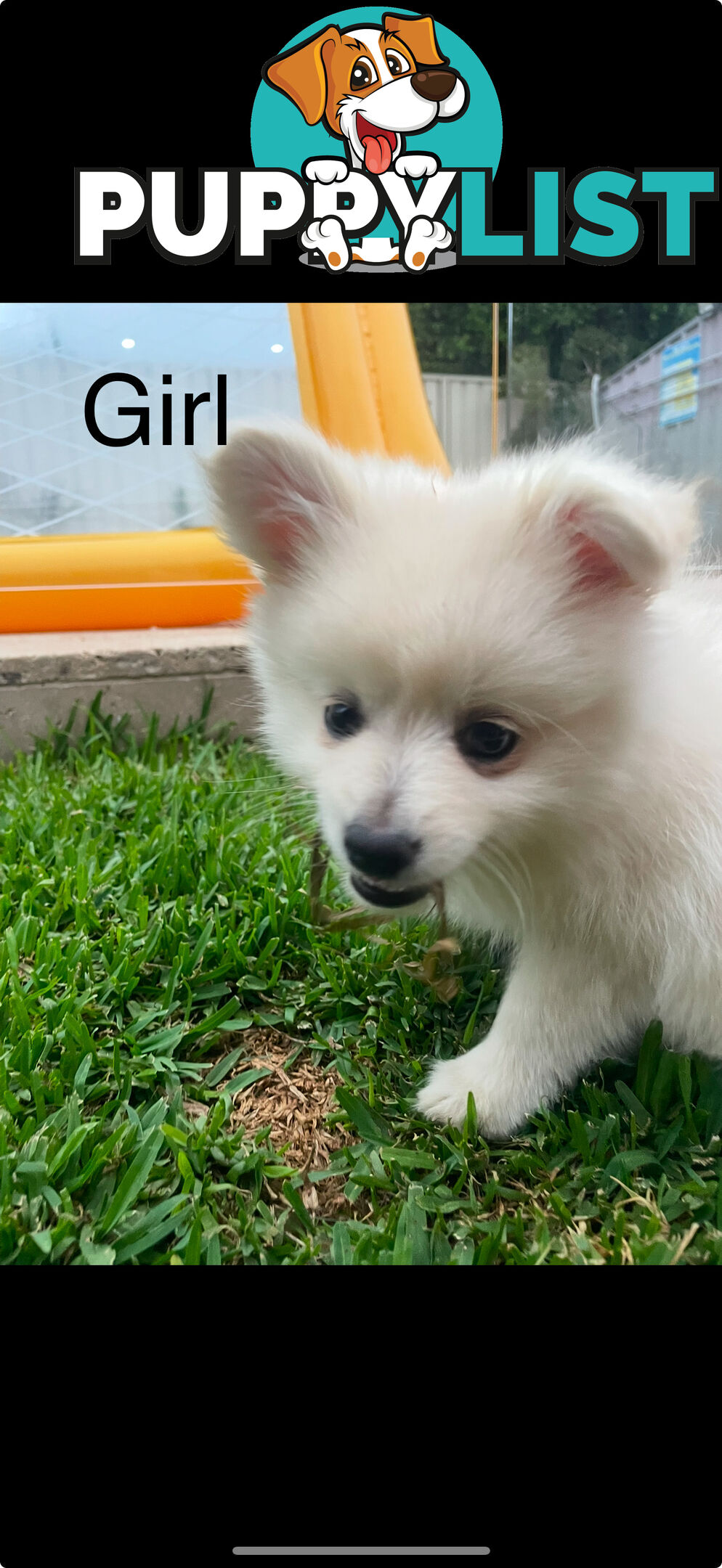 Pomeranian Puppies