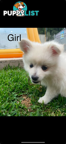 Pomeranian Puppies