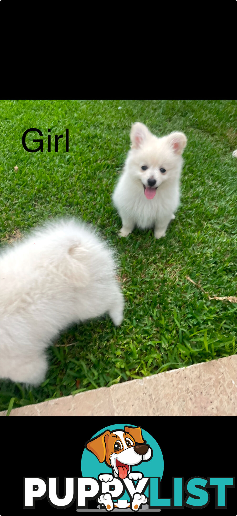 Pomeranian Puppies