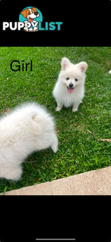 Pomeranian Puppies