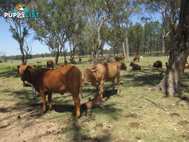 'Mt Hetty' Saddlers Road INJUNE QLD 4454