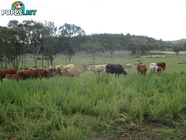 'Mt Hetty' Saddlers Road INJUNE QLD 4454