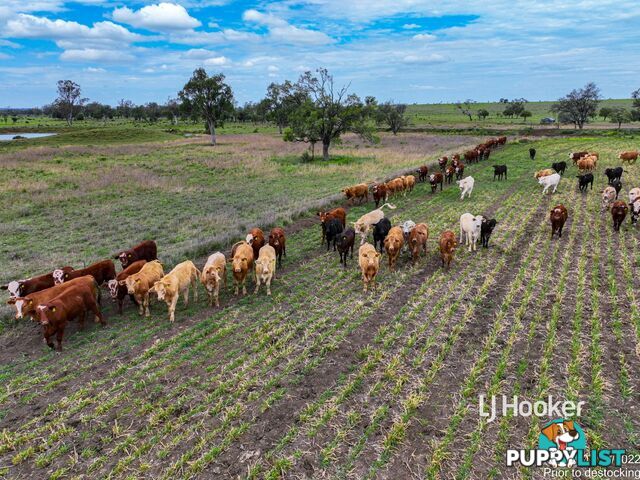 1408 "Bindango" - Bindango Road ROMA QLD 4455