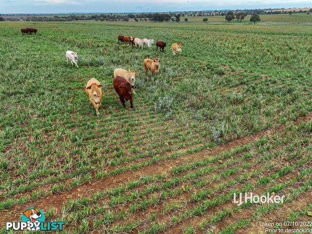 1408 "Bindango" - Bindango Road ROMA QLD 4455