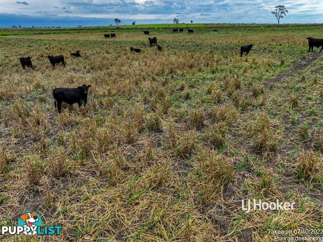 1408 "Bindango" - Bindango Road ROMA QLD 4455