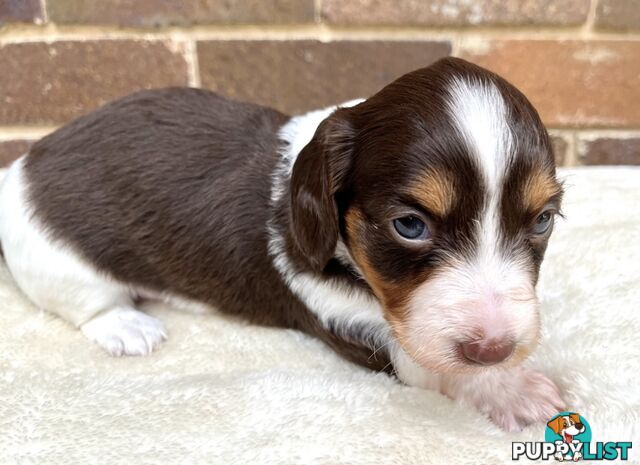 Longhair Miniature Dachshund Puppies