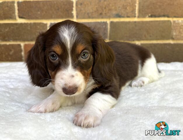 Longhair Miniature Dachshund Puppies