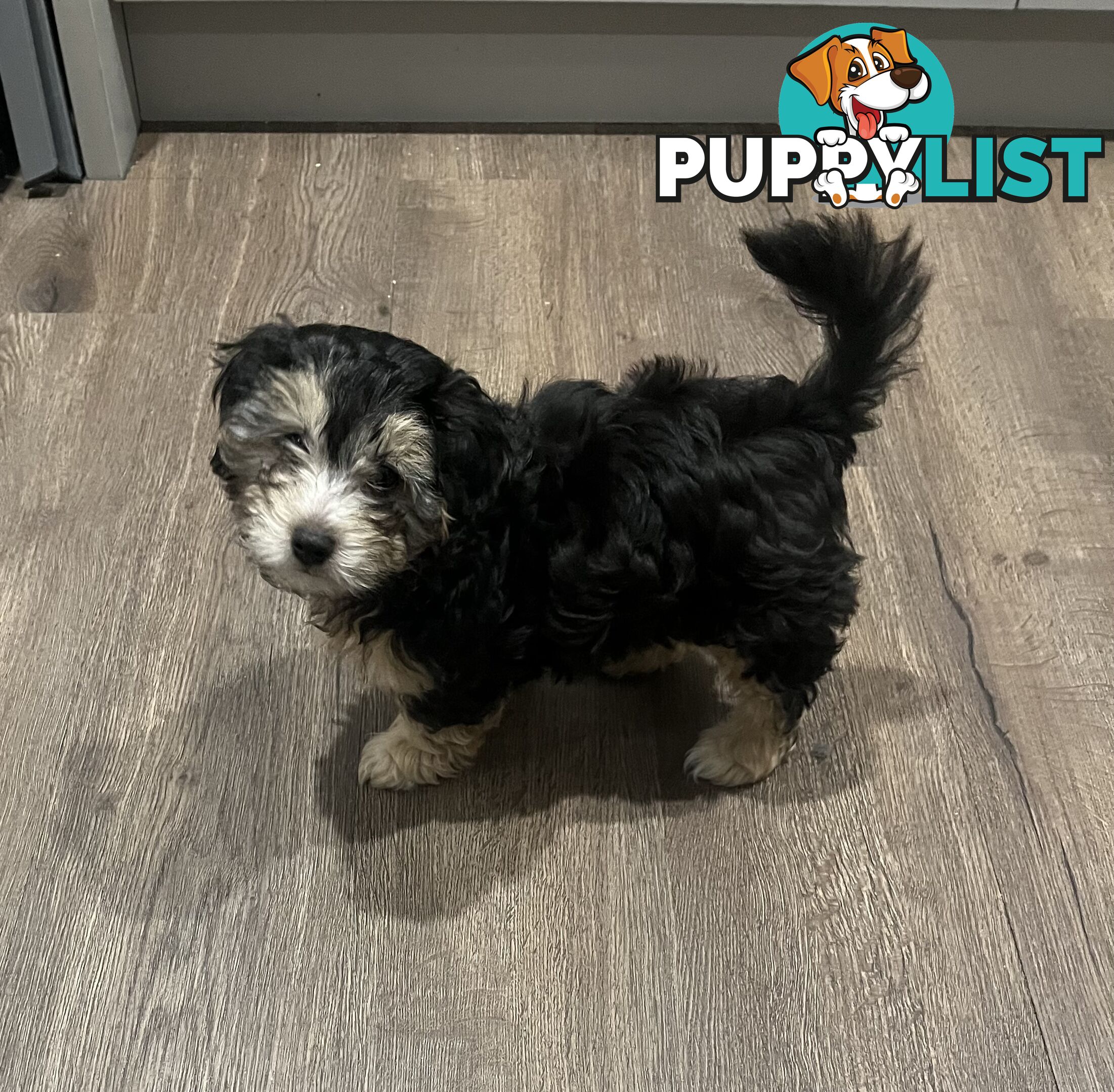 Toy Poodle x Maltese Shih Tzu