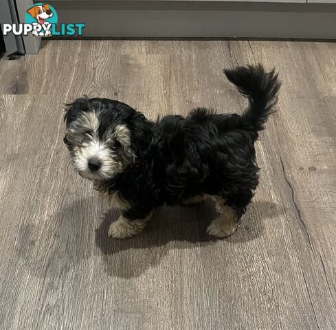 Toy Poodle x Maltese Shih Tzu
