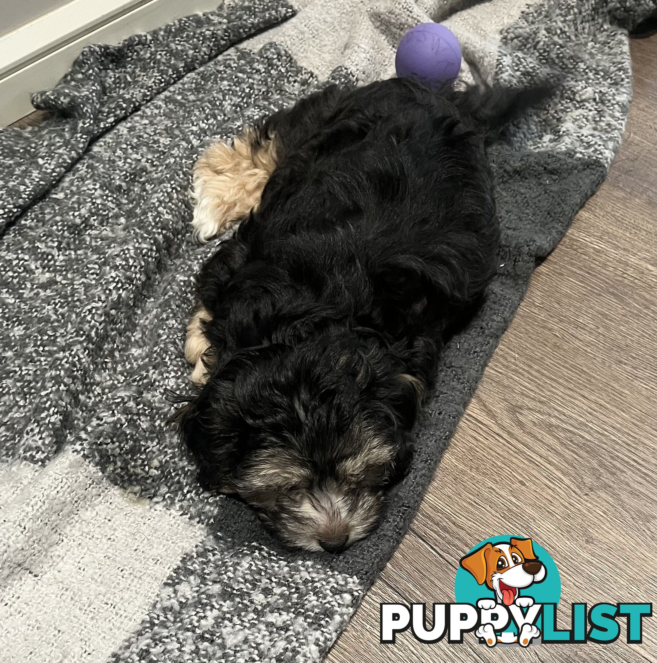 Toy Poodle x Maltese Shih Tzu