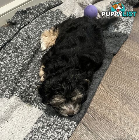 Toy Poodle x Maltese Shih Tzu