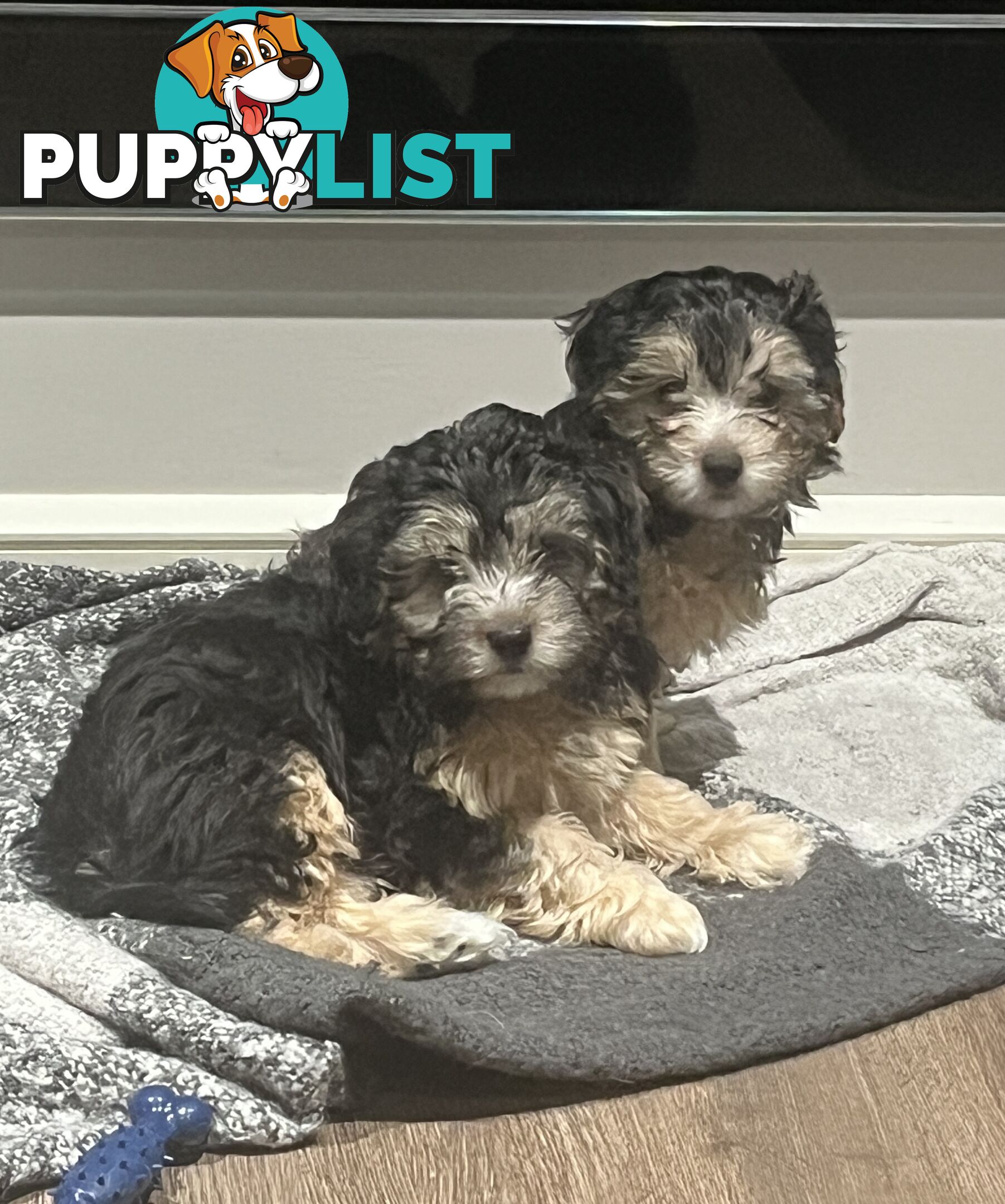 Toy Poodle x Maltese Shih Tzu