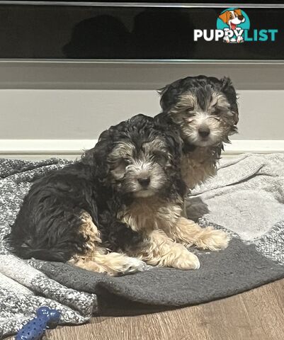 Toy Poodle x Maltese Shih Tzu